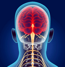 Ilustración de los canales nerviosos de la columna cervical.